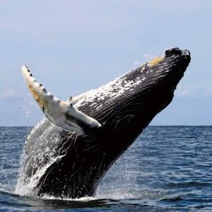 Avistamiento-Ballenas-Jorobadas-en-Panama-2